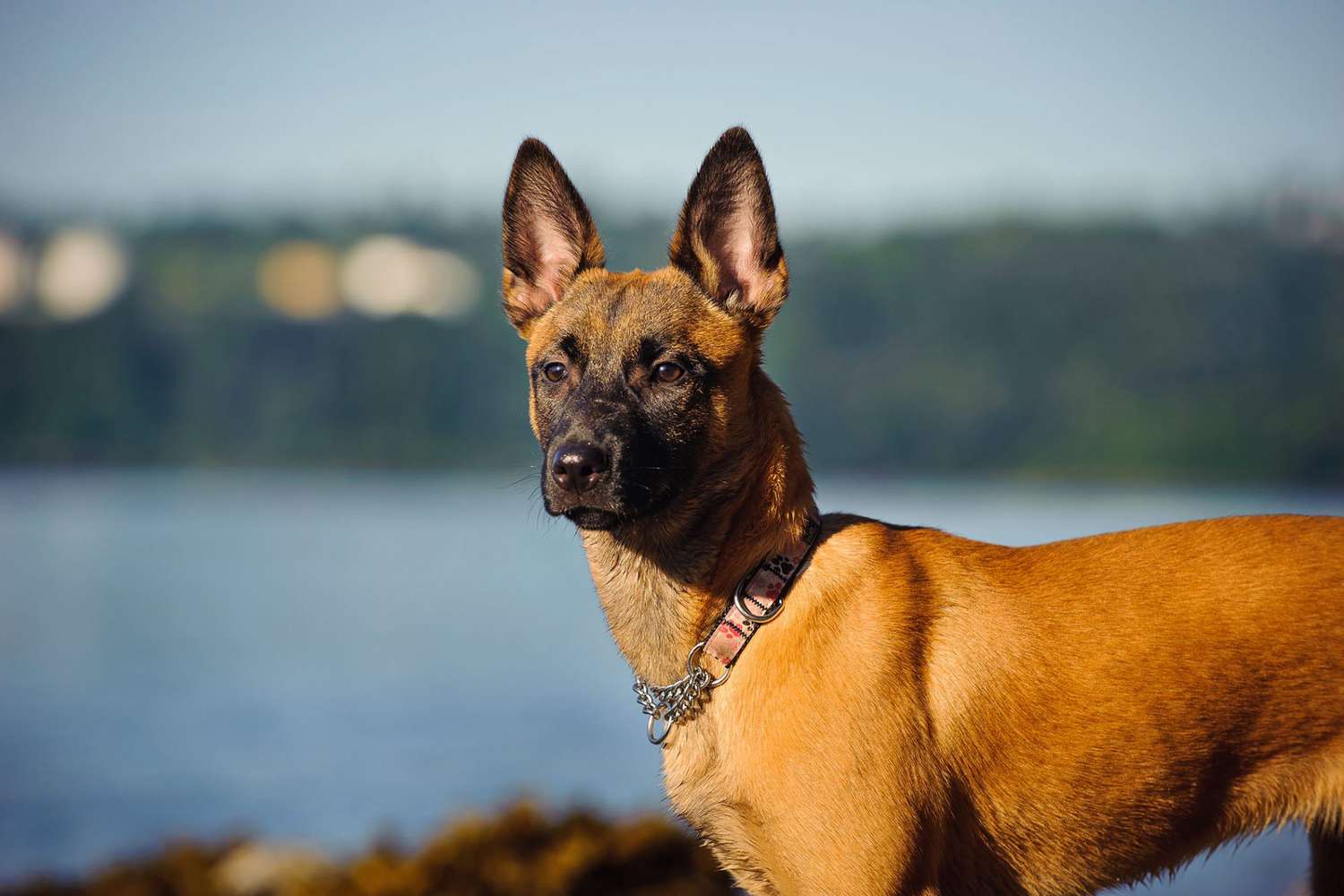 A Short-Coated Red Belgian Malinois dog